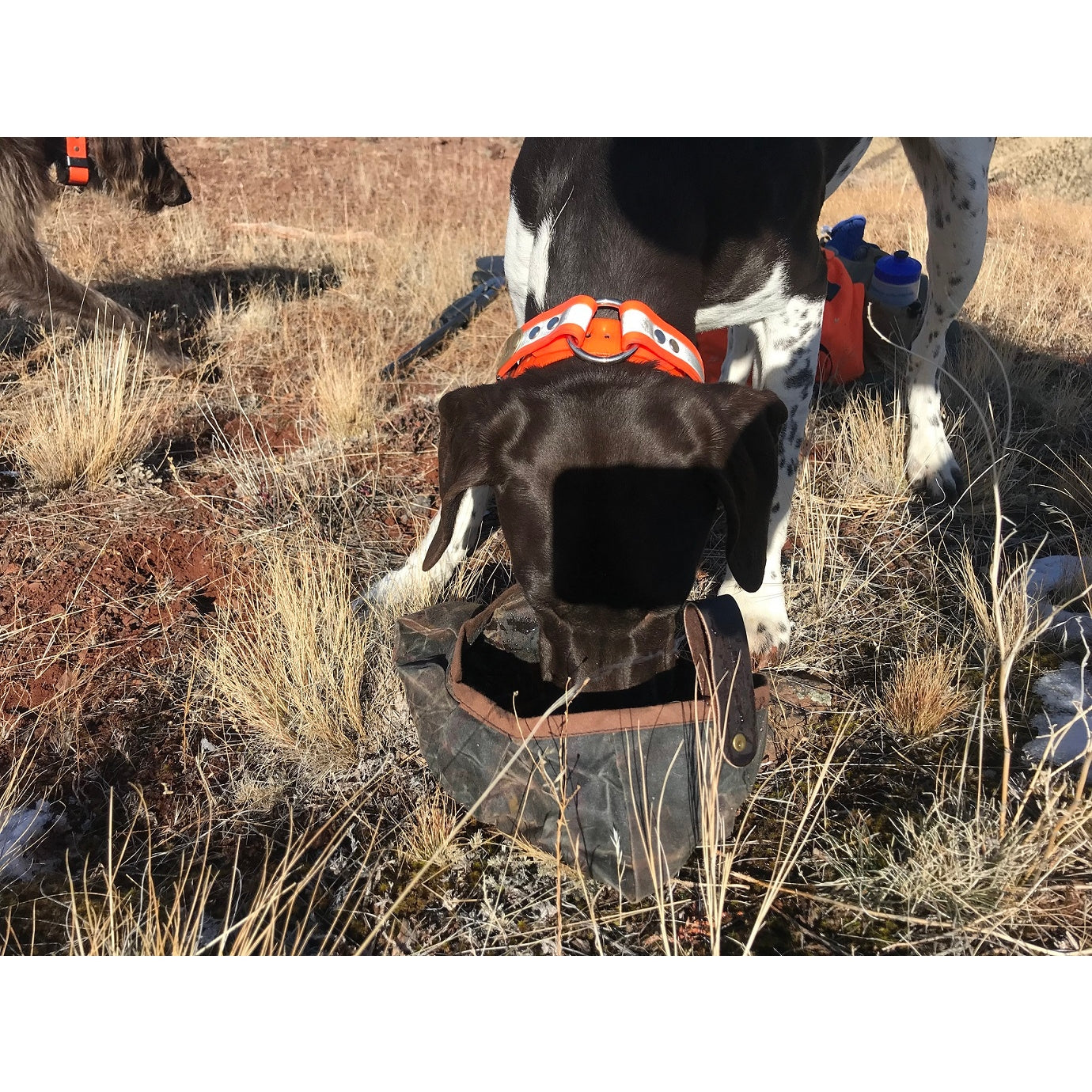 Dog Water Bowl - Collapsible